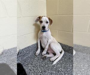 Dachshund-Unknown Mix Dogs for adoption in Brewster, MA, USA