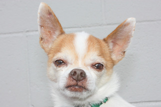 Chihuahua Dogs for adoption in Salem, MA, USA