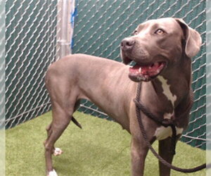 Great Dane-Unknown Mix Dogs for adoption in Downey, CA, USA