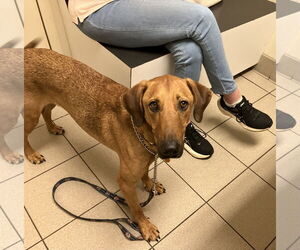 Mutt Dogs for adoption in Mobile, AL, USA