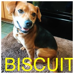 Medium Photo #1 Beagle-Unknown Mix Puppy For Sale in McDonough, GA, USA