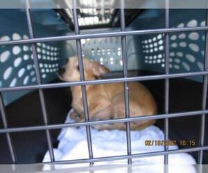 Rat-Cha Dogs for adoption in Palmetto, FL, USA