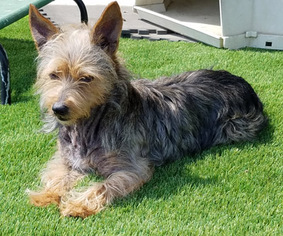 Medium Photo #1 Australian Terrier-Unknown Mix Puppy For Sale in Ventura, CA, USA
