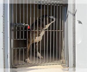 Collie-Unknown Mix Dogs for adoption in Oklahoma City, OK, USA