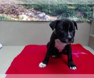 American Pit Bull Terrier-Unknown Mix Dogs for adoption in Moreno Valley, CA, USA