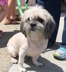 Shih Tzu Dogs for adoption in Kaplan, LA, USA