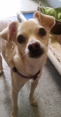 Medium Photo #1 Chihuahua-Unknown Mix Puppy For Sale in Petaluma, CA, USA