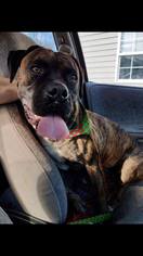 Boxer Dogs for adoption in Centerburg, OH, USA