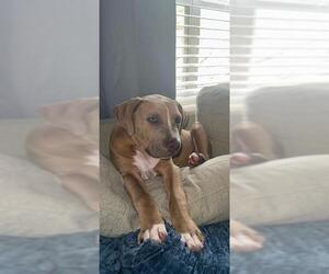 Staffordshire Bull Terrier Dogs for adoption in San Antonio, TX, USA