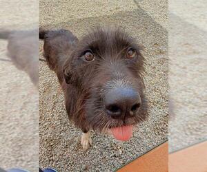 Labrador Retriever-Unknown Mix Dogs for adoption in Palmetto, FL, USA