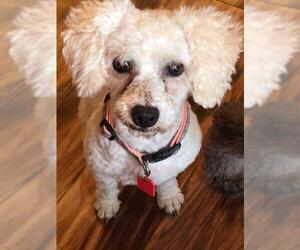 Bichon Frise Dogs for adoption in Glen Haven, WI, USA