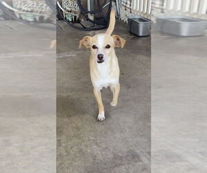 Chihuahua-Unknown Mix Dogs for adoption in La Verne, CA, USA