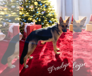 German Shepherd Dog Dogs for adoption in LOGANVILLE, GA, USA