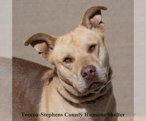 - Mix Dogs for adoption in Toccoa, GA, USA