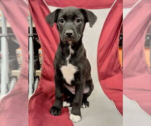 Labrador Retriever-Unknown Mix Dogs for adoption in House Springs, MO, USA