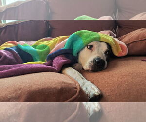 American Staffordshire Terrier-Bulldog Mix Dogs for adoption in Princeton, MN, USA