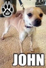 Chihuahua-Unknown Mix Dogs for adoption in wellington, CO, USA