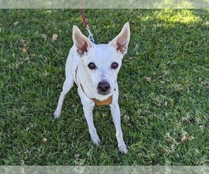 Italian Greyhound-Unknown Mix Dogs for adoption in San Clemente, CA, USA