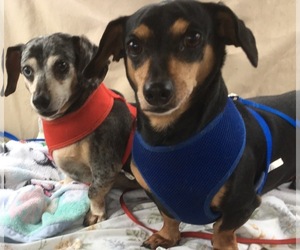Dachshund Dogs for adoption in Wilmington, DE, USA