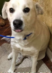 Great Pyrenees-Italian Greyhound Mix Dogs for adoption in Spring, TX, USA