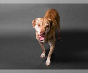 Medium Photo #1 Labrador Retriever-Unknown Mix Puppy For Sale in El Cajon, CA, USA