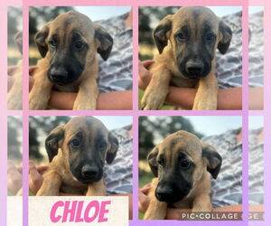 Mastiff-Unknown Mix Dogs for adoption in Croydon, NH, USA