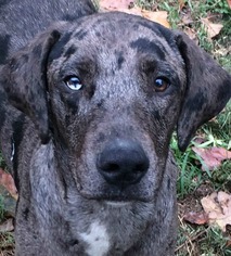 Catahoula Leopard Dog Dogs for adoption in Alexander, AR, USA