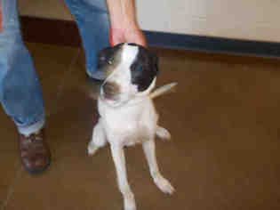 Pointer Dogs for adoption in Temple, TX, USA
