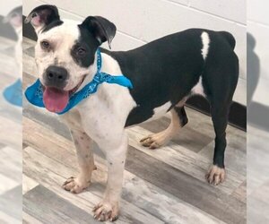 American Bulldog-Unknown Mix Dogs for adoption in Austin, TX, USA