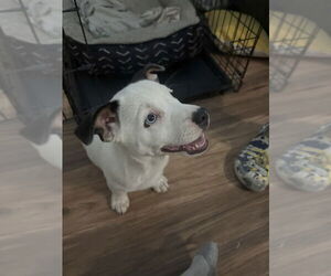 Border Terrier-Rat Terrier Mix Dogs for adoption in DISCOVERY BAY, CA, USA