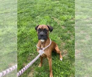 Boxer Dogs for adoption in Derwood, MD, USA