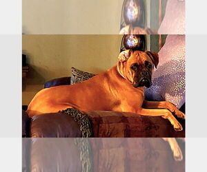 Boxer Dogs for adoption in Austin, TX, USA