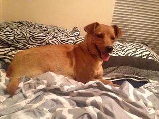 Bull Terrier Dogs for adoption in Freeport, FL, USA