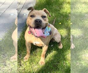 Mutt Dogs for adoption in Incline Village, NV, USA