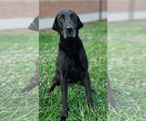 Labrador Retriever Dogs for adoption in Grovetown, GA, USA