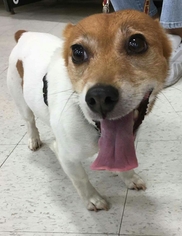 Jack Russell Terrier Dogs for adoption in Woodbridge, VA, USA