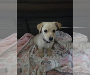 Chihuahua-Unknown Mix Dogs for adoption in Virginia Beach, VA, USA