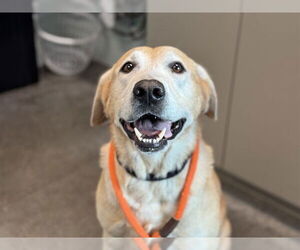 Labrador Retriever-Unknown Mix Dogs for adoption in Tavares, FL, USA