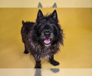 Cairn Terrier Dogs for adoption in West Palm Beach, FL, USA