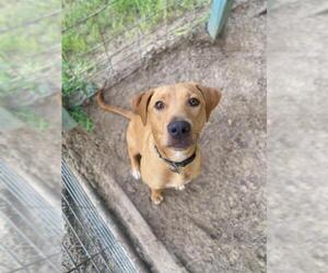 Labbe Dogs for adoption in Sanderson, FL, USA