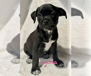 Pug-Unknown Mix Dogs for adoption in Mission Viejo, CA, USA