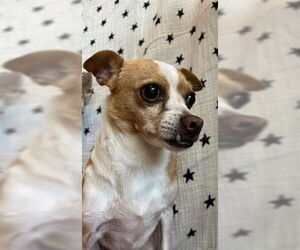 Chihuahua Dogs for adoption in San Martin, CA, USA