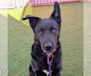 Siberian Husky-Unknown Mix Dogs for adoption in Las Vegas, NV, USA