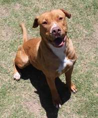 Staffordshire Bull Terrier Dogs for adoption in Chandler, AZ, USA
