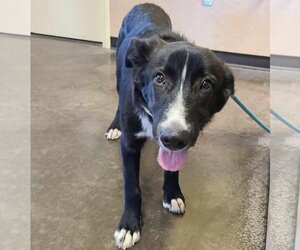 Borador Dogs for adoption in Rockwall, TX, USA