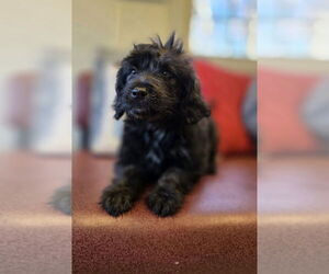 Poodle (Miniature)-Unknown Mix Dogs for adoption in Osgood, IN, USA
