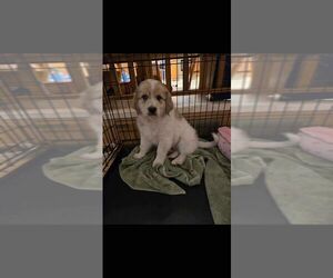 Australian Shepherd-Great Pyrenees Mix Dogs for adoption in Calgary, Alberta, Canada