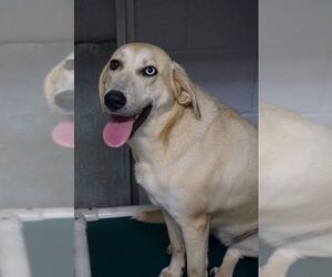 Labrador Retriever Dogs for adoption in Athens, AL, USA