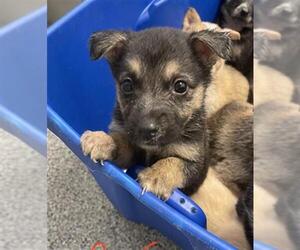 Shepradors Dogs for adoption in Houston, TX, USA