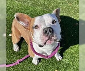 Mutt Dogs for adoption in Salinas, CA, USA